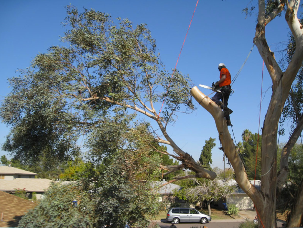 Кронирование это. American Arborist Tree removals. Кронирование деревьев. Спил дерева. Обрезка деревьев арборист.